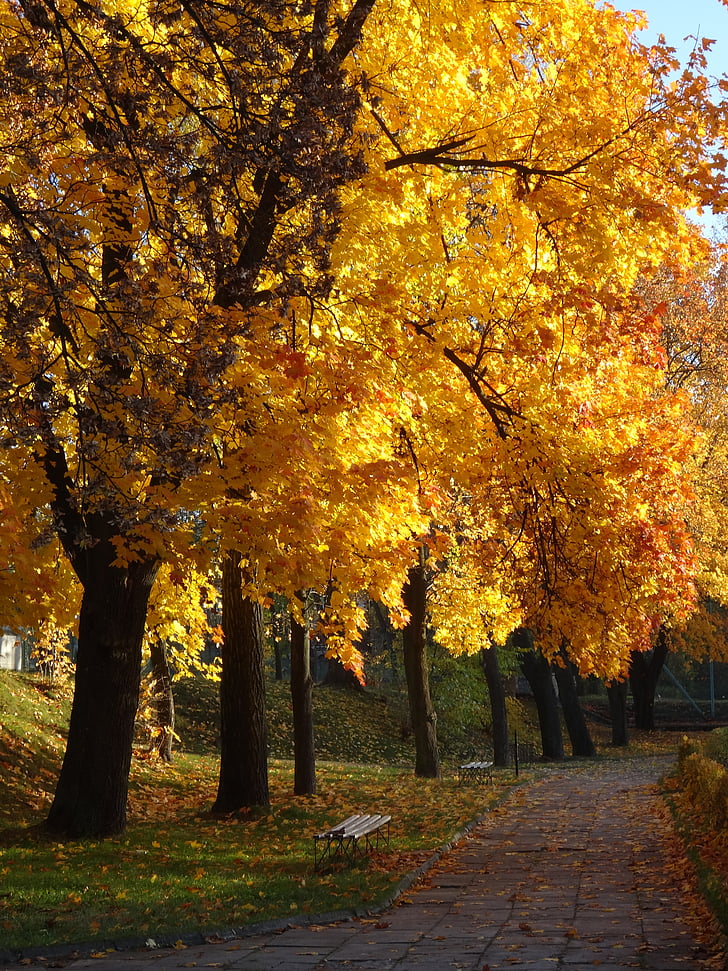 Olkusz, Polen, träd, Park, hösten, naturen
