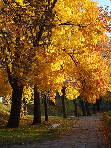 Olkusz, Pologne, arbre, Parc, automne, nature
