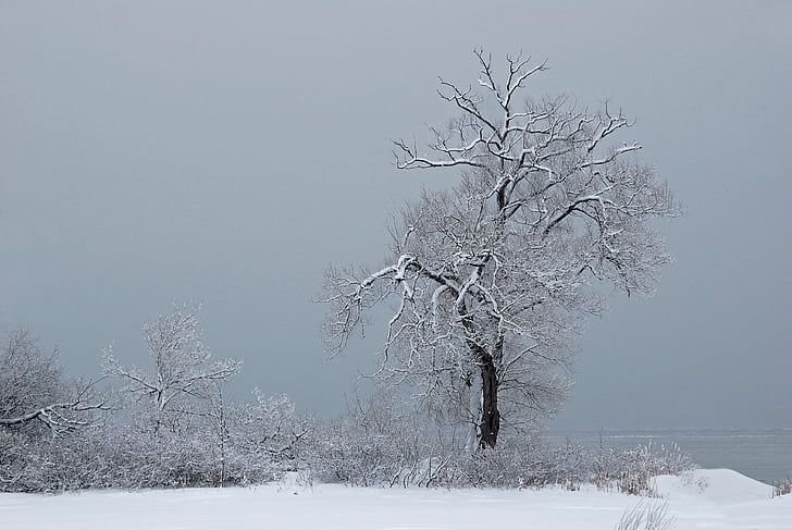 træ, sne, kolde, tåge, sæson, hvid, natur