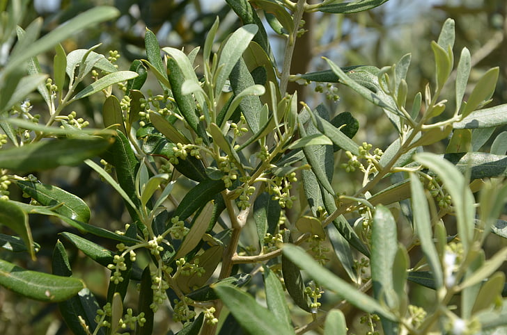 Olive Blume, Olivenbäume blühen, Oliven, Olea, Olive, Oliva, Olio
