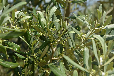 fiore d'ulivo, fiore d'ulivo, olive, Olea, oliva, oliva, olio