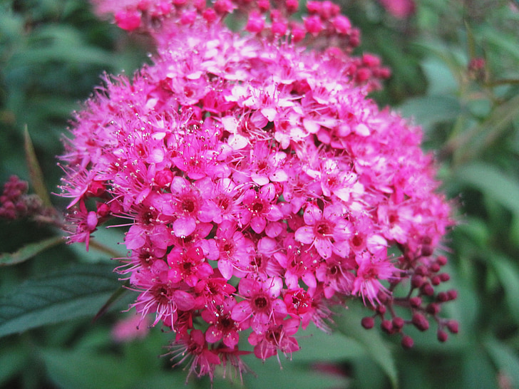 flowerhead, florets, 핑크, 밝은, 작은, 섬세 한