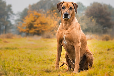 perro, ridgeback de Rodesia, animal, mascota, animales de compañía, un animal, al aire libre