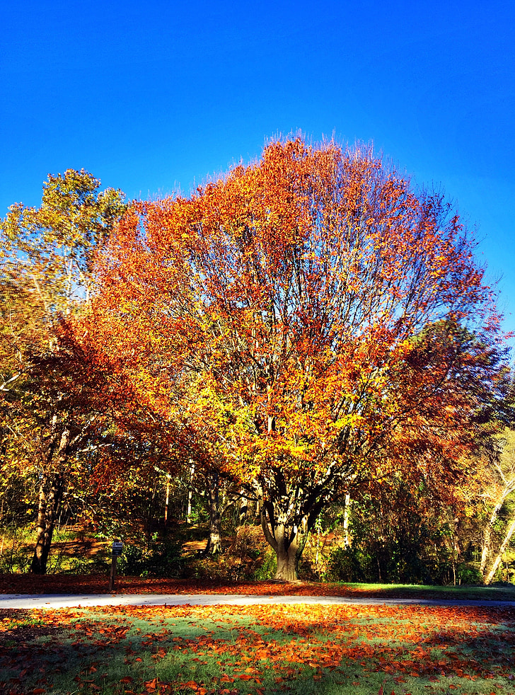 Есен, дърво, парк, синьо небе, Есен, природата, пейзаж