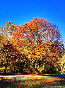 padec, drevo, Park, modro nebo, jeseni, narave, krajine