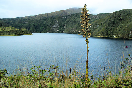 meste Cotacachi, sopka, Ekvádor, Caldera, Crater lake, 4900 m, Agave