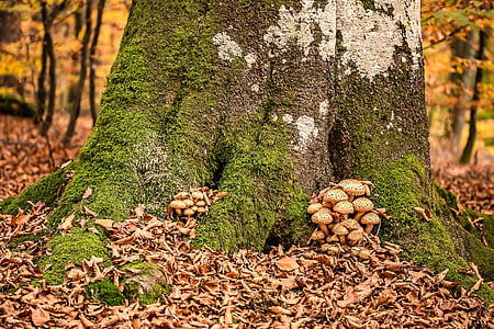 蘑菇, sparriger 菇, 黄糙, 轻微有毒, 叶子, 干山毛榉叶, 青苔