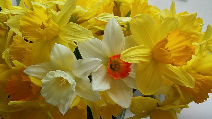 Narcisa, rumena, cvet, pomlad, svetlo, rumenem ozadju, Pomladnega cvetja