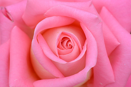 цветя, Роза, розово, венчелистче, природата, цвете, Роза - цвете
