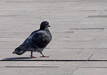 pigeon, bird, ornithology, walkways, wildlife, city, sunshine