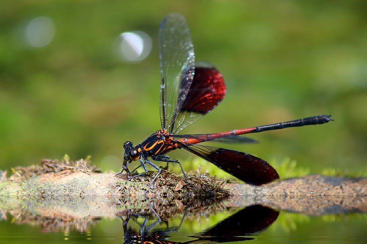 Odonata, euphaeidae, Euphaea Formosa Hagen, Insekt, Tierthema, schließen, Tiere in freier Wildbahn