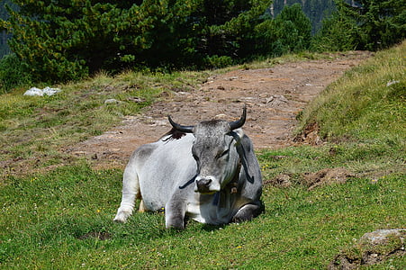 Alm, ku, slappe av, Tirol, Østerrike, natur, dyr