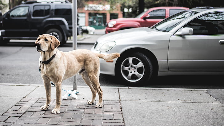 σκύλος, δεμένα, πόλο, κοντά σε:, ασήμι, αυτοκίνητο, ζώο