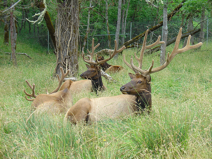 Elk, yaban hayatı, doğa, hayvan, geyik boynuzu, memeli, sürü