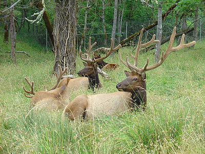 elk, wildlife, nature, animal, antlers, mammal, herd
