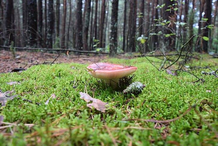 mushroom, forest, moss, poisonous mushrooms, nature, green