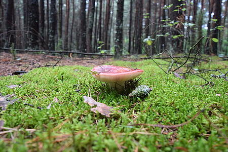 sieni, Metsä, Moss, myrkyllisiä sieniä, Luonto, vihreä