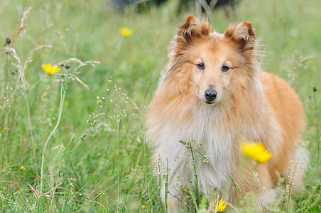 sheltie, dog, animal, shetland sheepdog, meadow, wise, attention