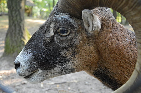 mouflon, ฮอร์น, ป่า, ชาย mouflon, แนวตั้ง, állatportré, ungulates