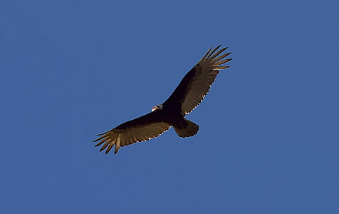 turkey vulture, bird, scavenger, vulture, wildlife, nature, animal