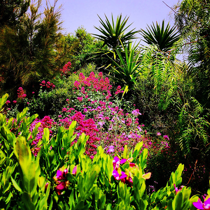 vrt, rastline, narave, Palme, cvetje