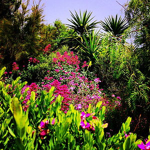 Bahçe, bitkiler, doğa, palmiye ağaçları, çiçekler
