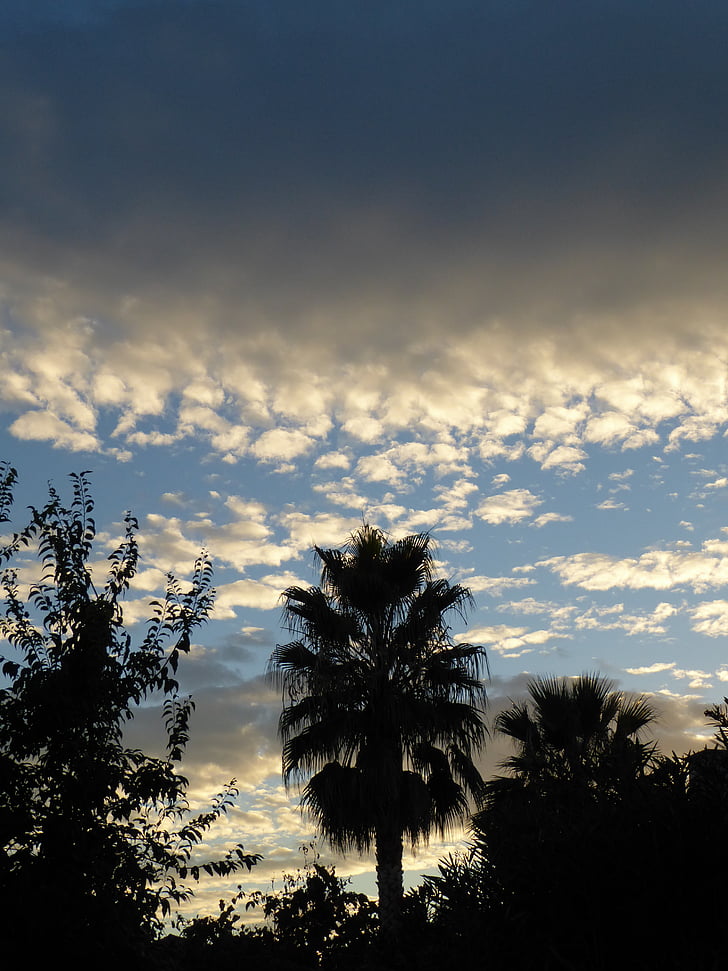Palms, matahari terbenam, awan, langit, malam, selatan Perancis, Montpellier