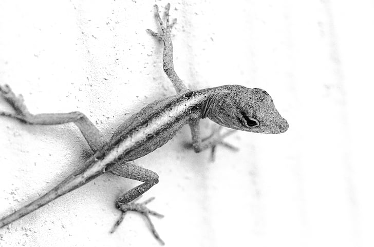 Lagarto, naturaleza, reptil, animal, flora y fauna, Gecko