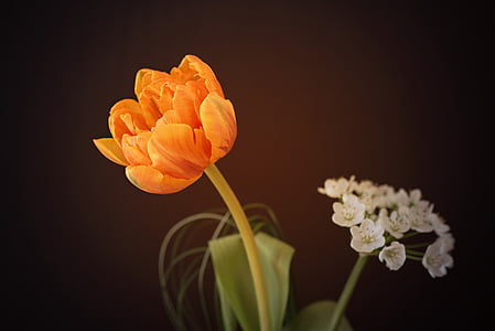 flower, tulip, orange flower, orange tulip, orange blossom, blossom, bloom