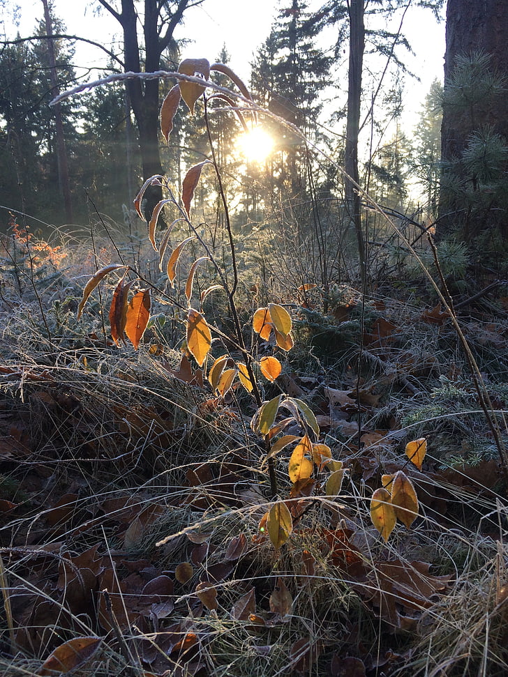 forest, leaves, winter, sunlight, ice