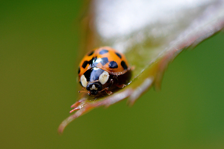 Ladybug, închide, insectă, Gândacul, natura, macro, Lucky farmec