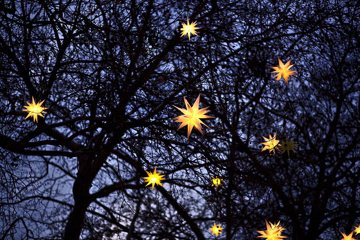 pohon, bintang, lentera, liontin, pencahayaan, pohon, gelap