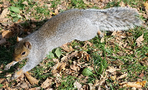 squirrel, animal, park, boston, animal welfare, usa, meadow