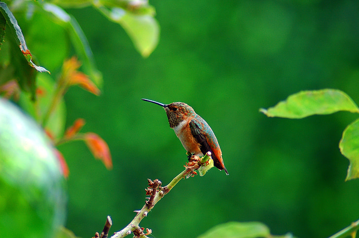 nature, humming bird, bird, hummingbird, colorful