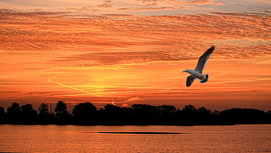 paisaje, puesta de sol, pájaro, Seagull, cielo de la tarde, posluminiscencia, Elbaue
