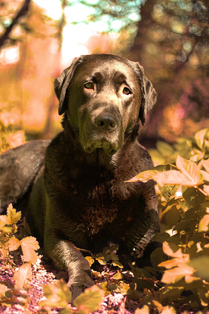 anjing, Kolam, Labrador