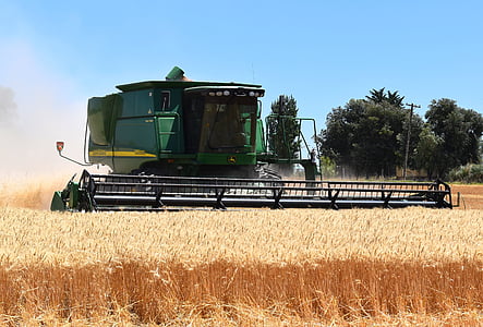 panen, gandum, sereal, perontokan, menggabungkan harvester, pertanian, di luar rumah