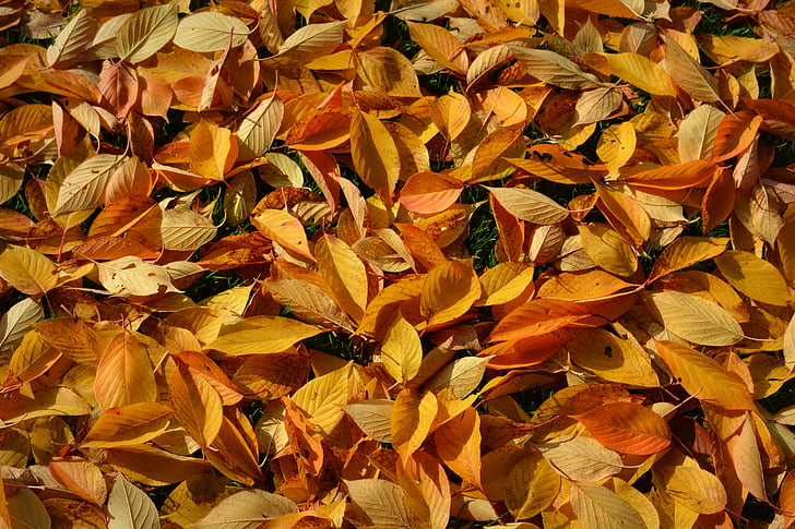 Herbst, Blätter, gelb, Natur, Farben, Saison, Farben des Herbstes