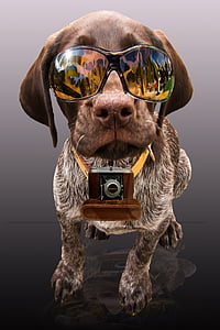 партньор, натиснете, Новини, куче, слънчеви очила, снимка, Смешно