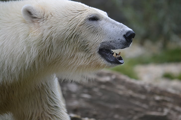 urs polar, Polar, gradina zoologica, urs, Polul Nord