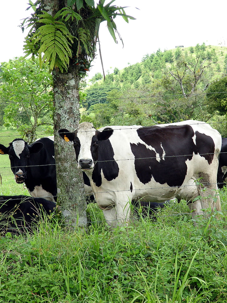 hospodárskych zvierat, mlieko, tieň, krava, farma, poľnohospodárstvo, hovädzí dobytok