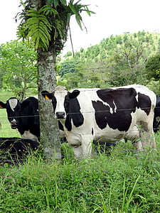 vee, melk, schaduw, koe, boerderij, landbouw, vee