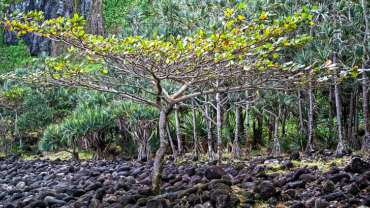 tree, reunion island, cold lava, landscape