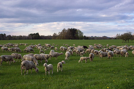 sheep, meadow, landscape, flock of sheep, pasture, clouds, livestock