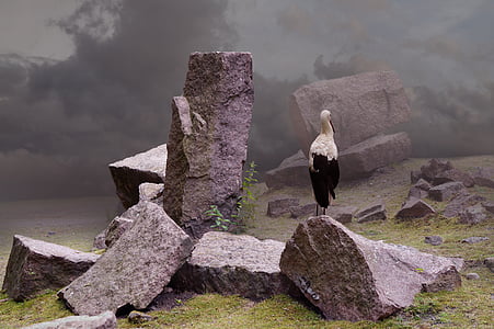 Cigüeña, roca, naturaleza, piedra, granito, Estado de ánimo, rocas
