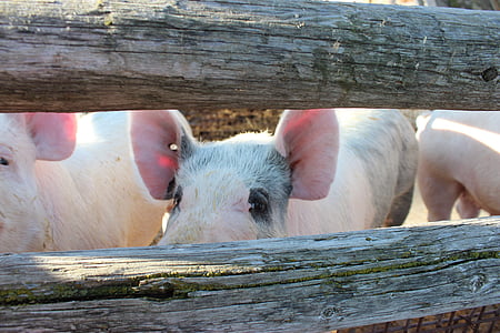 pig, hog, pork, farm, animal, meat, cute