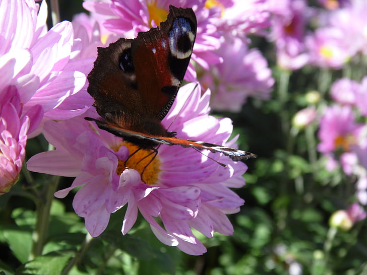 бабочка, Летние цветы, красивый цветок, крупным планом