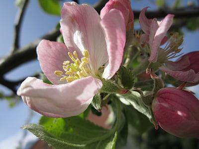 obuolių žiedų, obelis, žiedų, žydėti, pavasarį, medis, Apple tree gėlės