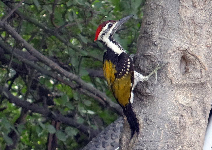 black-rumped flameback, woodpecker, dinopium benghalense, lesser golden-backed woodpecker, lesser goldenback, bird, bharatpur
