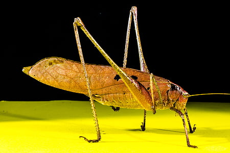 grasshopper, viridissima, insect, scare, chitin, close